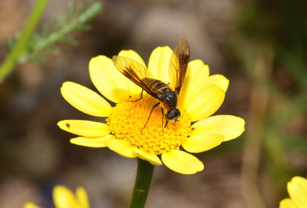 Lomatia sp. (Bombyliidae)
